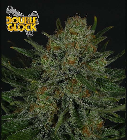 Ripper Seeds Double Glock Review