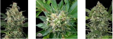 Marijuana Seeds in Bulk from Dinafem Seeds