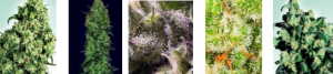 Most Popular Bulk Marijuana Seeds For Sale