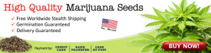 Buy The Best Marijuana Seeds Online - Free Shipping