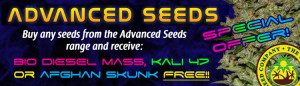 Buy The Best Marijuana Seeds Online - Free Marijuana Seeds With Every Order!