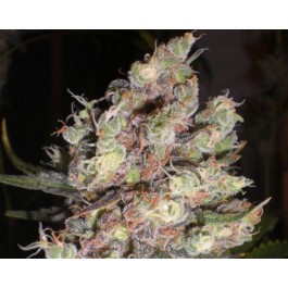 Free Cannabis Seeds Delicious Seeds Cotton Candy