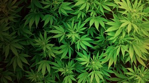 Medical Marijuana Seeds Bank