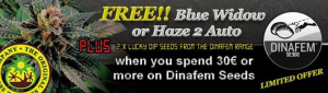 Free Cannabis Seeds - Latest Offers - Dinafem Seeds Collection