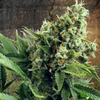 Medical Marijuana Seeds For Depression