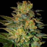 Medical Marijuana Seeds For Stress