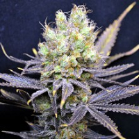 Medical Marijuana Seeds Highest CBD Levels