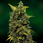 Blueberry Single Cannabis Seeds For Sale