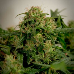 Click Here For Blue Autoflowering Seeds