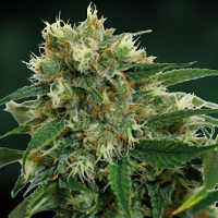 Fruity Feminized Marijuana Seeds