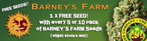 Free Cannabis Seeds - Latest Offers - Barneys Farm