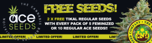 Free Cannabis Seeds - Ace Seeds Offer