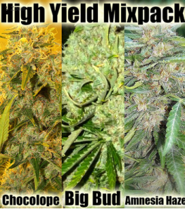 High Yield Marijuana Seeds
