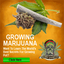 How To Grow Marijuana Seeds