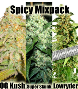 Spicy Marijuana Seeds