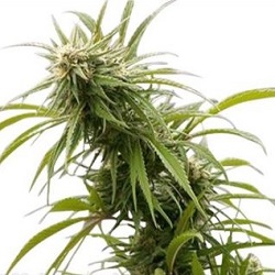 California Dream Cannabis Seeds