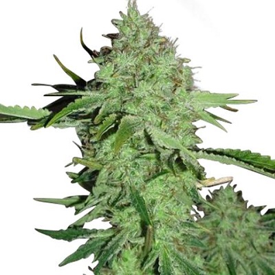 Crystal Marijuana Seeds