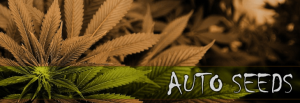 Feminized Autoflowering Marijuana Seeds For Sale