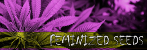 Feminized Marijuana Seeds For Sale
