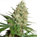 TrainWreck Marijuana Seeds Shipped To The USA