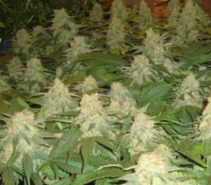 Flowering Cannabis Plants