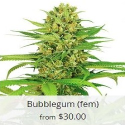 Buy Bubblegum Cannabis Seeds