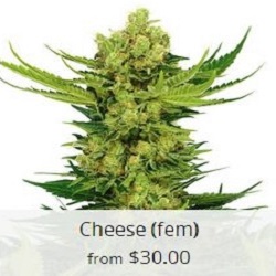 Buy Cheese Cannabis Seeds