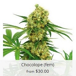 Buy Chocolope Cannabis Seeds