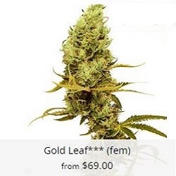 Buy Gold Leaf Cannabis Seeds