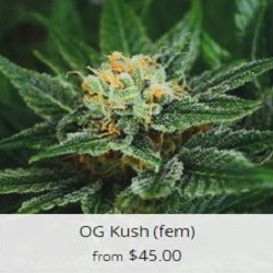 Buy OG Kush Cannabis Seeds