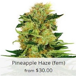 Buy Pineapple Haze Cannabis Seeds