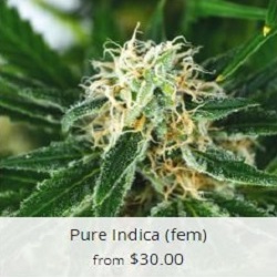 Buy Pure Indica Cannabis Seeds