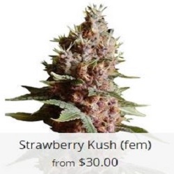 Buy Strawberry Haze Cannabis Seeds