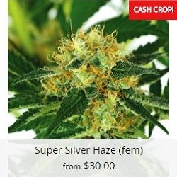 Buy Super Silver Haze Cannabis Seeds