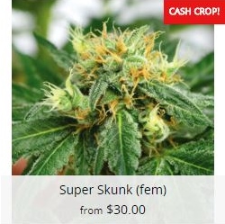 Buy Super Skunk Cannabis Seeds