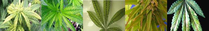Nutrient Deficiencies In Marijuana Plants