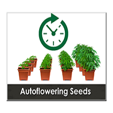Autoflowering Marijuana Seeds