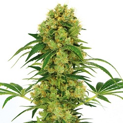 Big Bud Marijuana Seeds