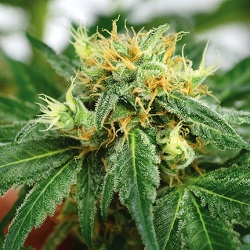 Super Skunk Marijuana Seeds