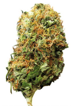 Big Bud Marijuana Seeds