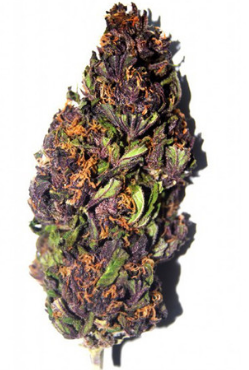 Buy Purple Haze Seeds