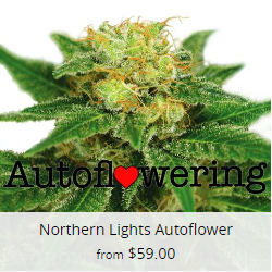 Northern Lights Autoflower Seeds