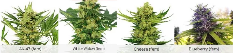 Indoor Marijuana Seeds USA