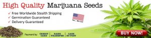 Buy Medical Marijuana Seeds Online
