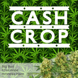 High Yield Mixed Marijuana Seeds