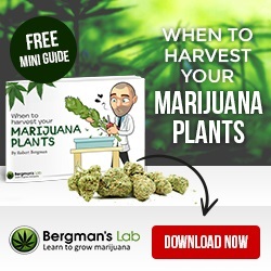 Medical Marijuana Seeds Grow Guide