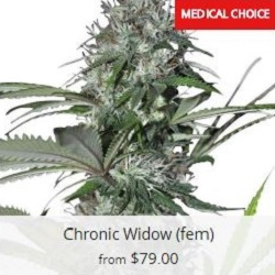 Chronic White Marijuana Seeds