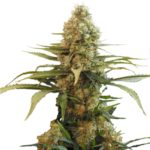 Chronic Widow Marijuana Seeds