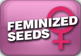 Feminized Seeds