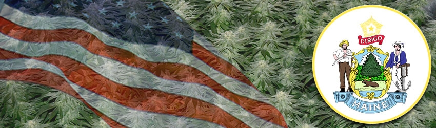 Learn About Growing Marijuana In Maine